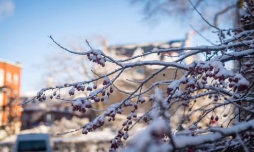 A close-up photo of branches with some red berries laced with snow on top, and Boynton Hall blurred in the background.