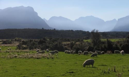 mountains and sheep in New Zealand