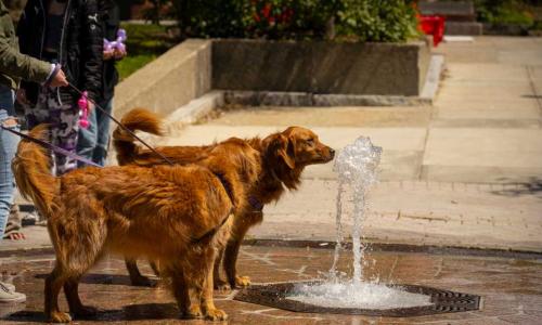 Two dogs sniff at the fountain.