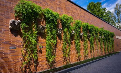 A photo of the ivy growing around the grotesques on campus.